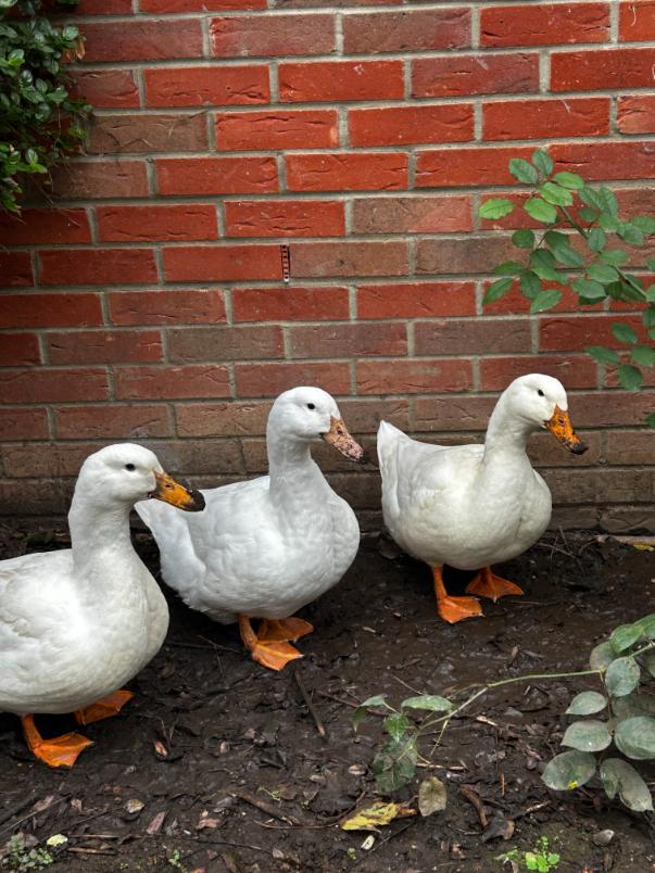 ducks