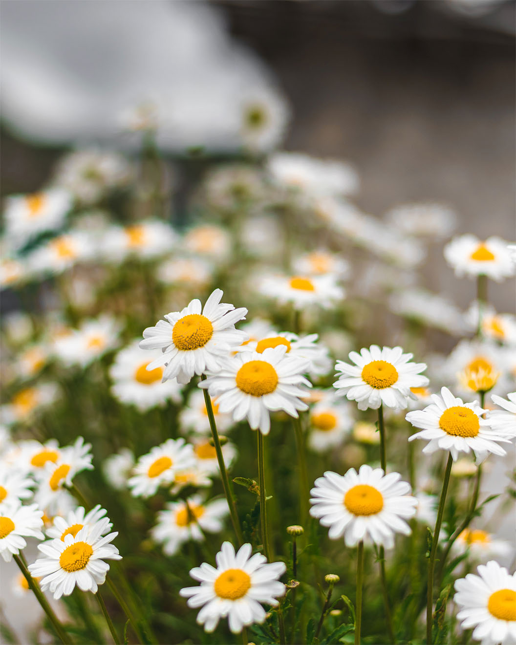 Daises