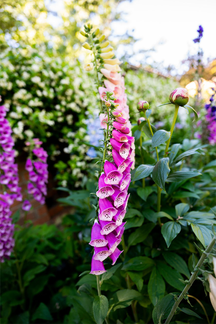 foxglove-flower