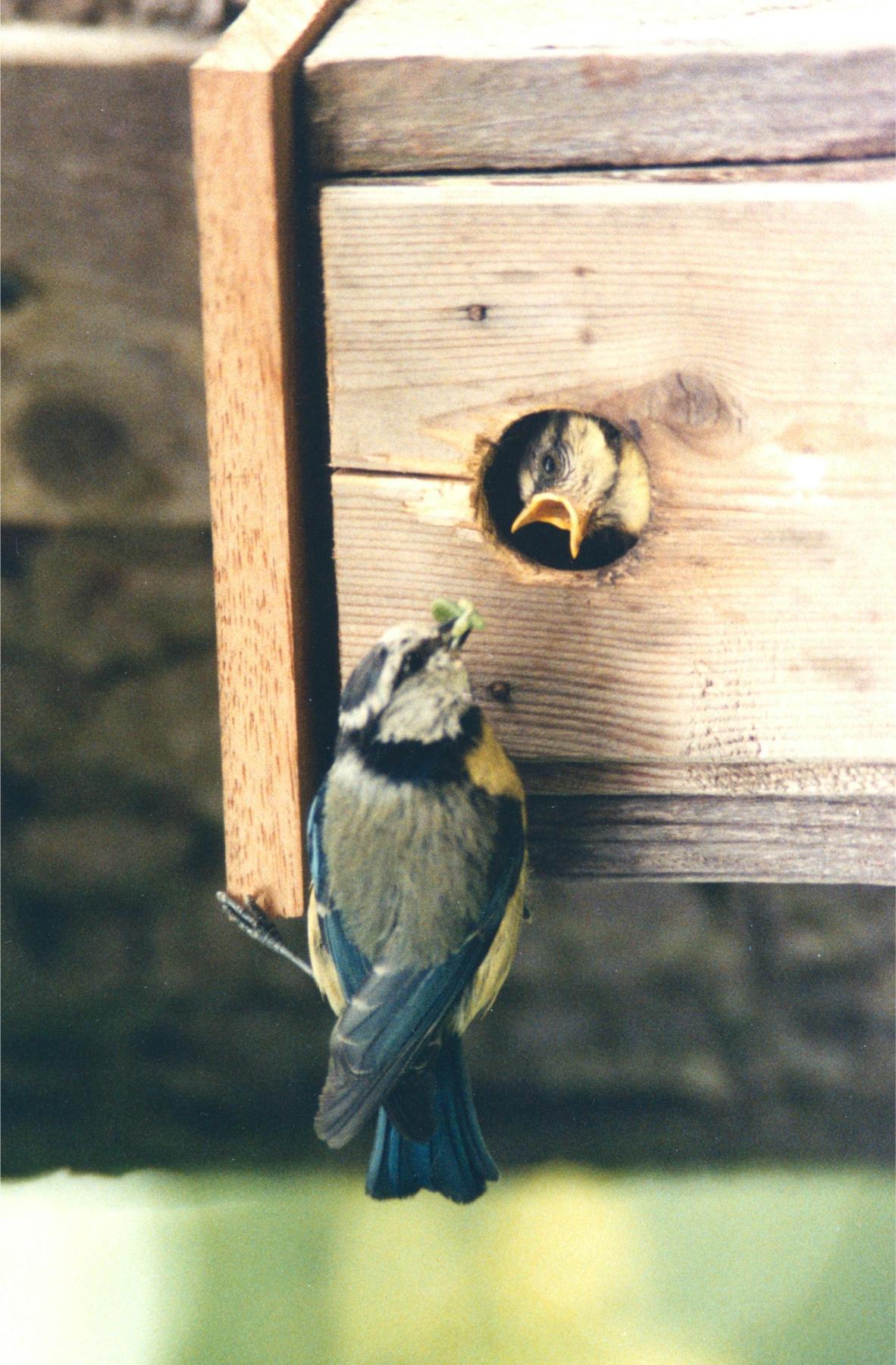 two-birds-in-rural-kent