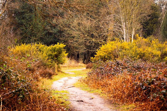 royal tunbridge wells